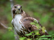 Red Tailed Hawk