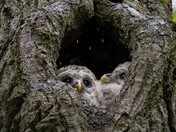 Watching the Rain come down