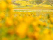 Carrizo Plain National Monument