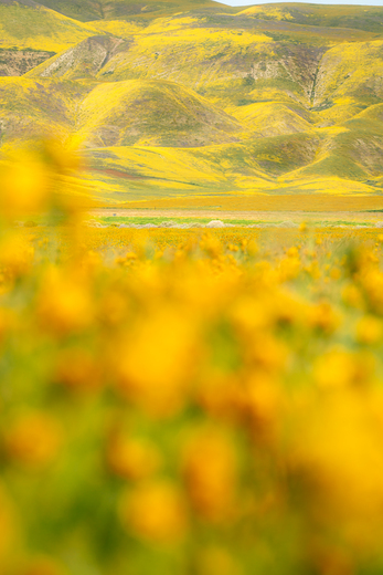 Carrizo Plain National Monument