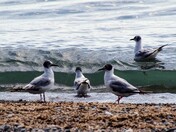 Bonaparte's Gulls