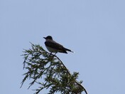 Eastern Kingbird 