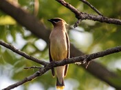 Cedar Waxwing