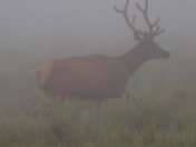 National Elk Refuge