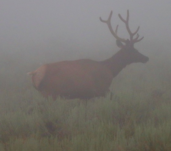 National Elk Refuge