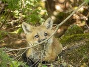 I Spy with my Little Eye