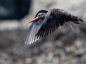 Yaquina Head Outstanding Natural Area