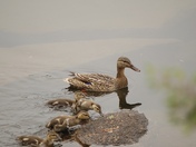 Always follow Mom’s lead