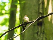 Eastern Wood-Pewee