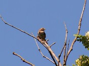 Song Sparrow
