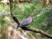 Mourning Dove