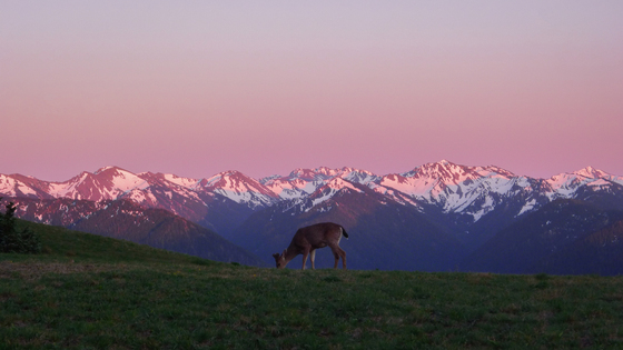 Olympic National Park