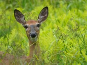White tail deer