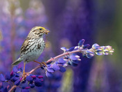 Royal Purple Lupin season and Savannah Sparrows