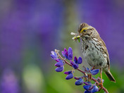 Royal Purple Lupin season and Savannah Sparrows