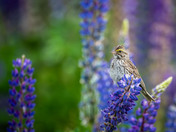 Royal Purple Lupin season and Savannah Sparrows