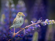 Royal Purple Lupin season and Savannah Sparrows