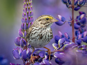 Royal Purple Lupin season and Savannah Sparrows