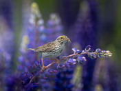 Royal Purple Lupin season and Savannah Sparrows