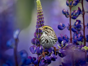 Royal Purple Lupin season and Savannah Sparrows