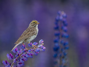 Royal Purple Lupin season and Savannah Sparrows