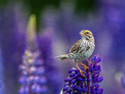 Royal Purple Lupin season and Savannah Sparrows