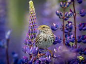 Royal Purple Lupin season and Savannah Sparrows