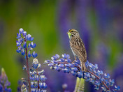 Royal Purple Lupin season and Savannah Sparrows