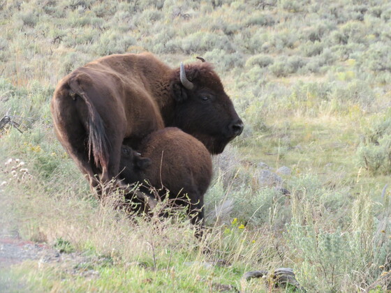 Yellowstone National Park