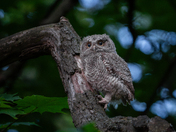 Eastern screech owlet wandering