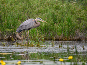 Great Blue Heron