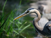 Great Blue Heron