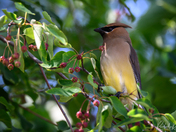 Cedar Waxwing