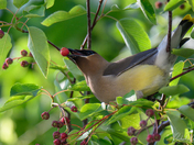 Cedar Waxwing