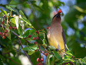 Cedar Waxwing