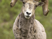 Glacier National Park
