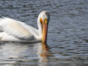 Feeding Pelican