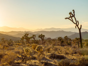Joshua Tree National Park