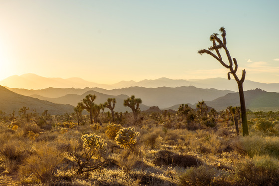 Joshua Tree National Park