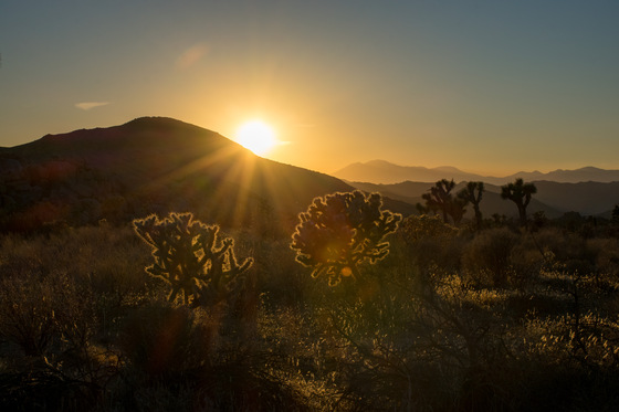 Joshua Tree National Park