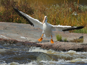 Incoming... White Pelican