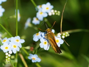 Long dash on forget me not flower