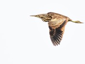 Horicon Marsh National Wildlife Refuge