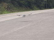 Mount Rainier National park