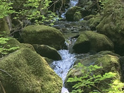 Mount Rainier National Park