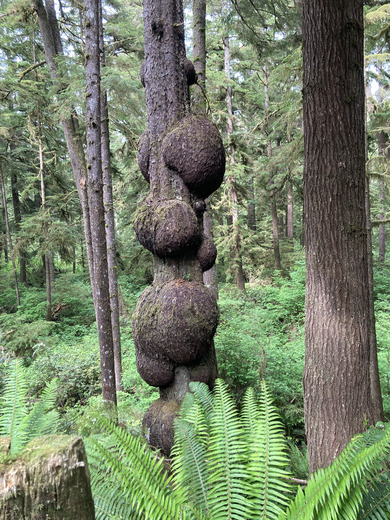 Olympic National Park
