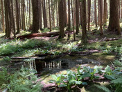 Olympic National Park