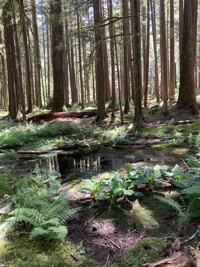 Olympic National Park