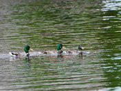 Final stretch to the finish line