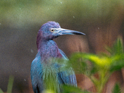 Arthur R. Marshall Loxahatchee National Wildlife Refuge